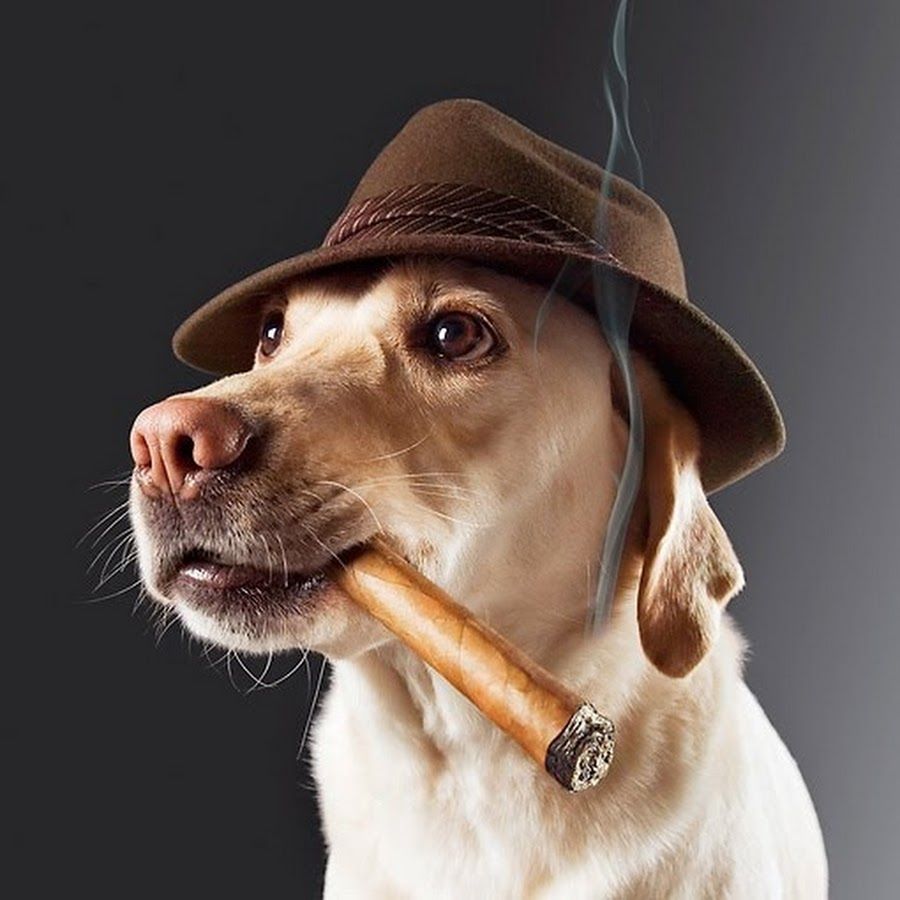 Собака с сигаретой в зубах