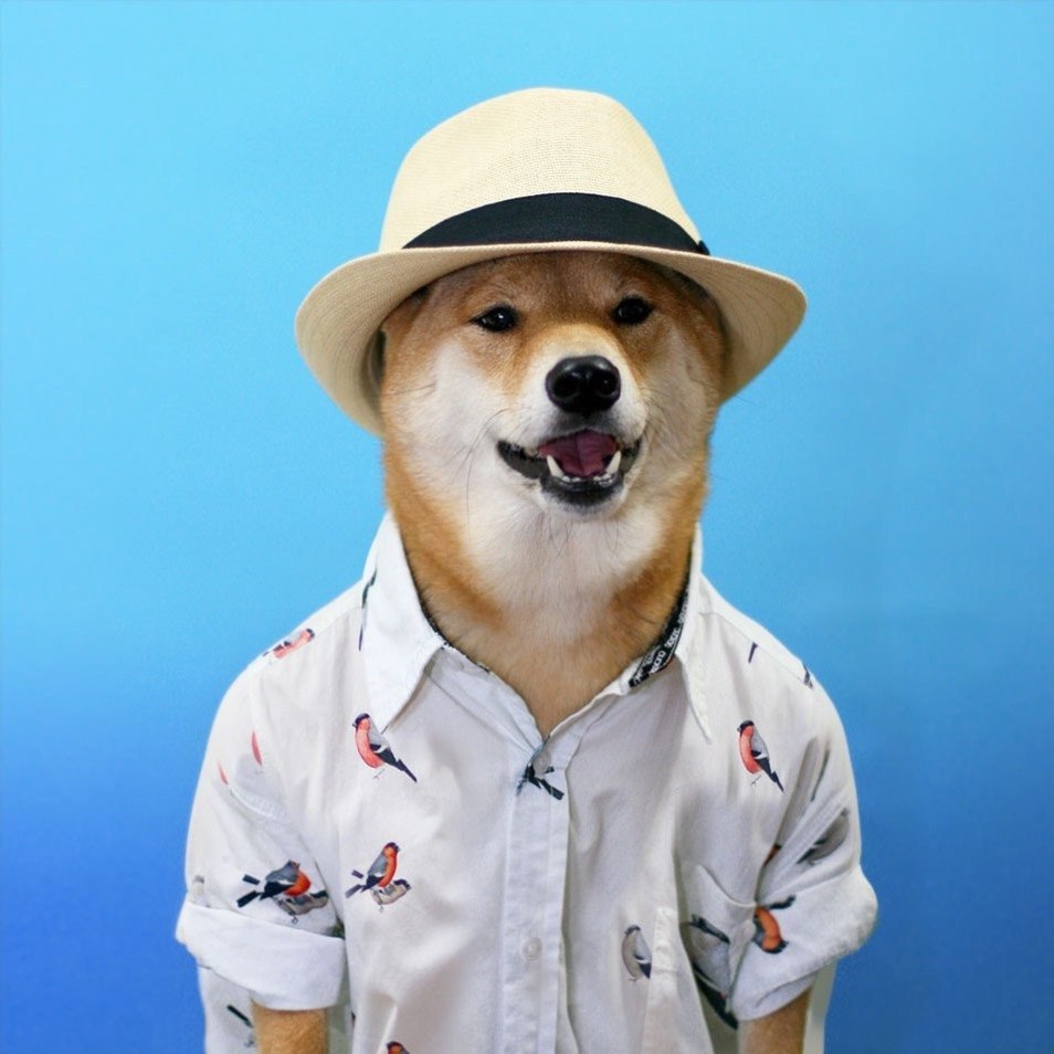 Пес в шляпе