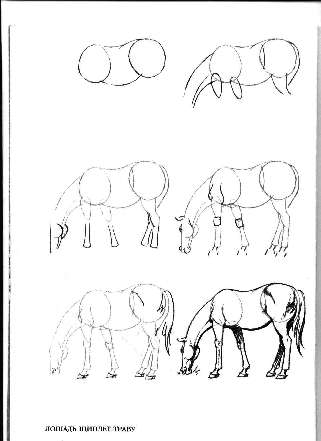 Рисунки лошади пошагово