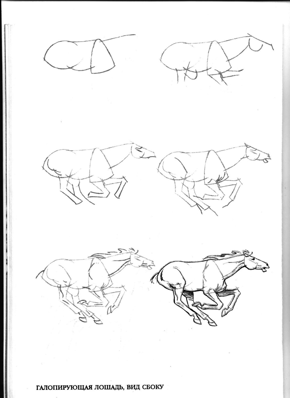 Зарисовки животных для начинающих