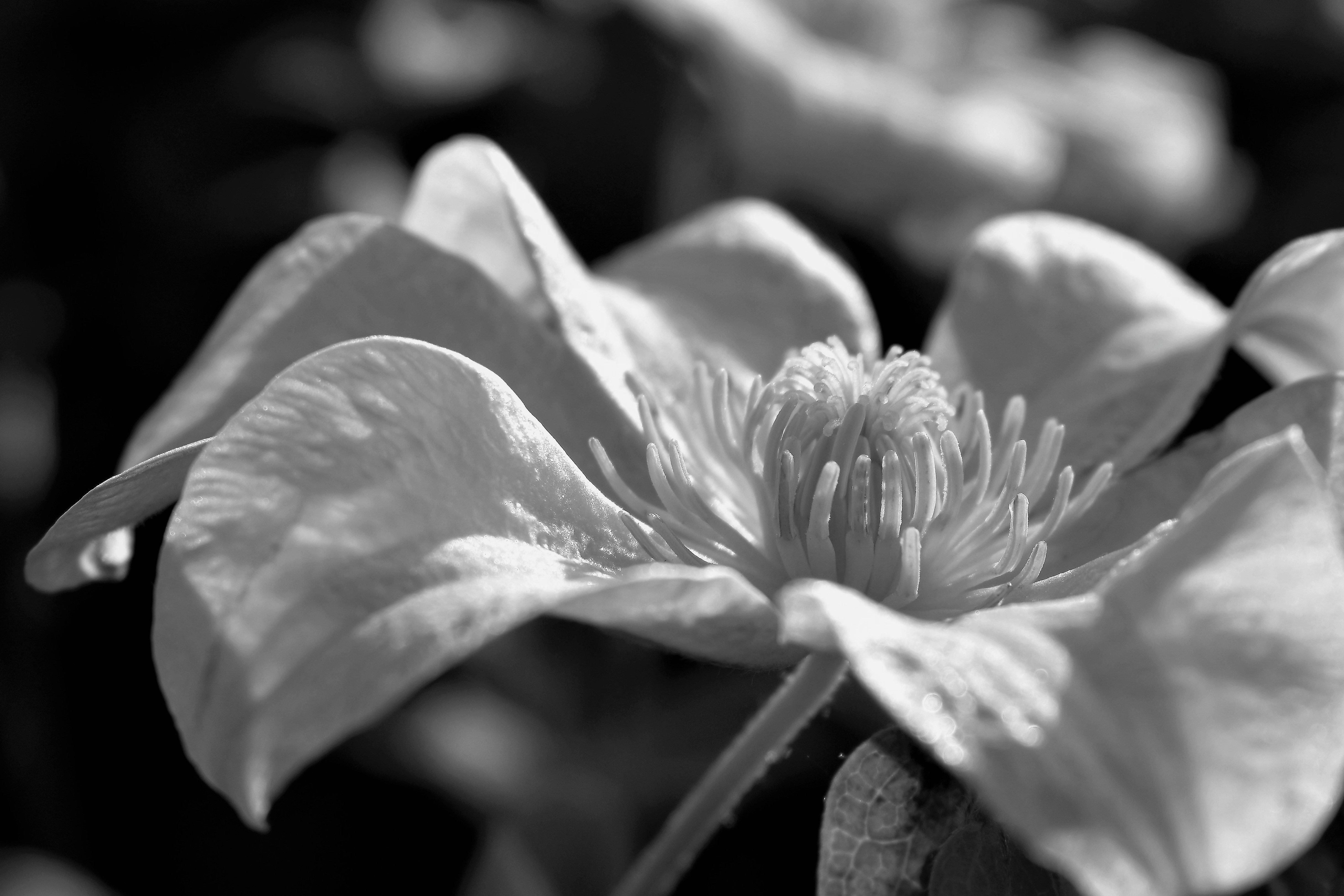 Белый цветок в темноте