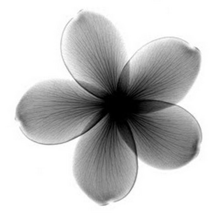 Франжипани цветок черно белая