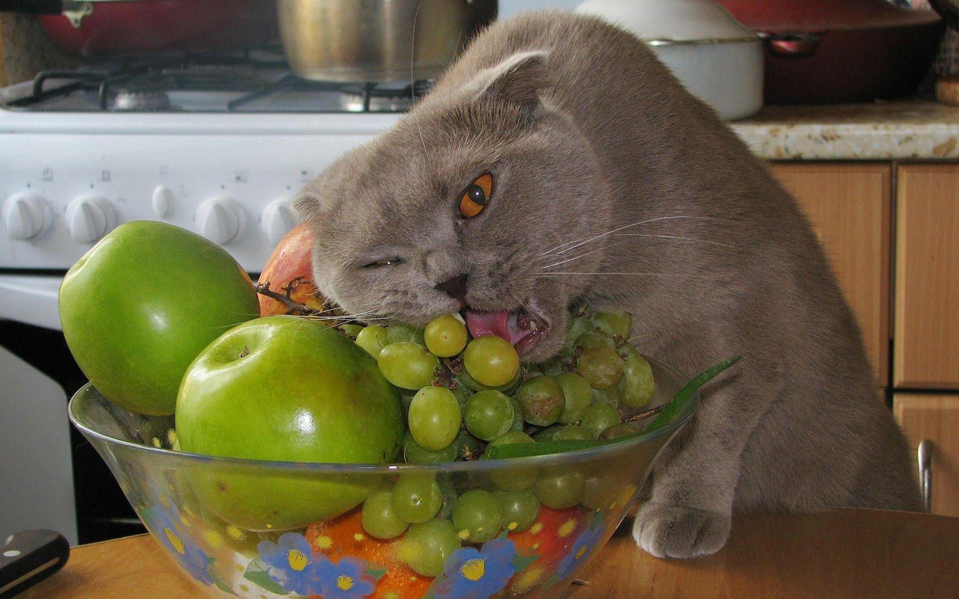 Коты едят фрукты