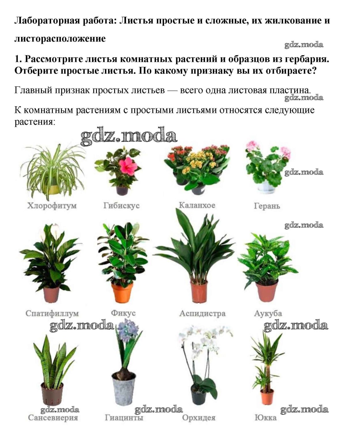 Листья комнатных растений с названиями