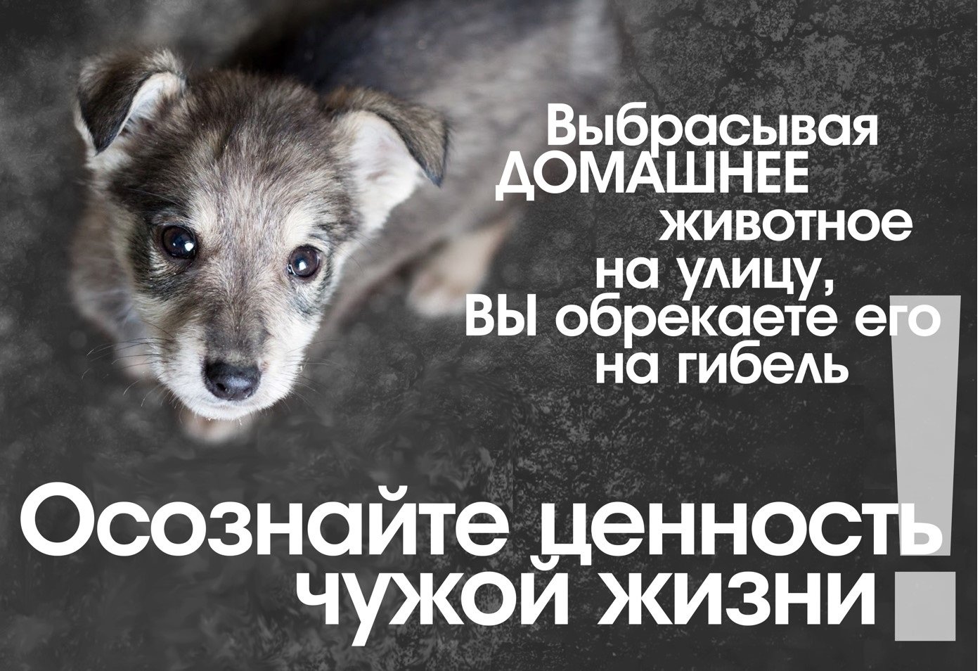 Плакат в поддержку бездомных животных
