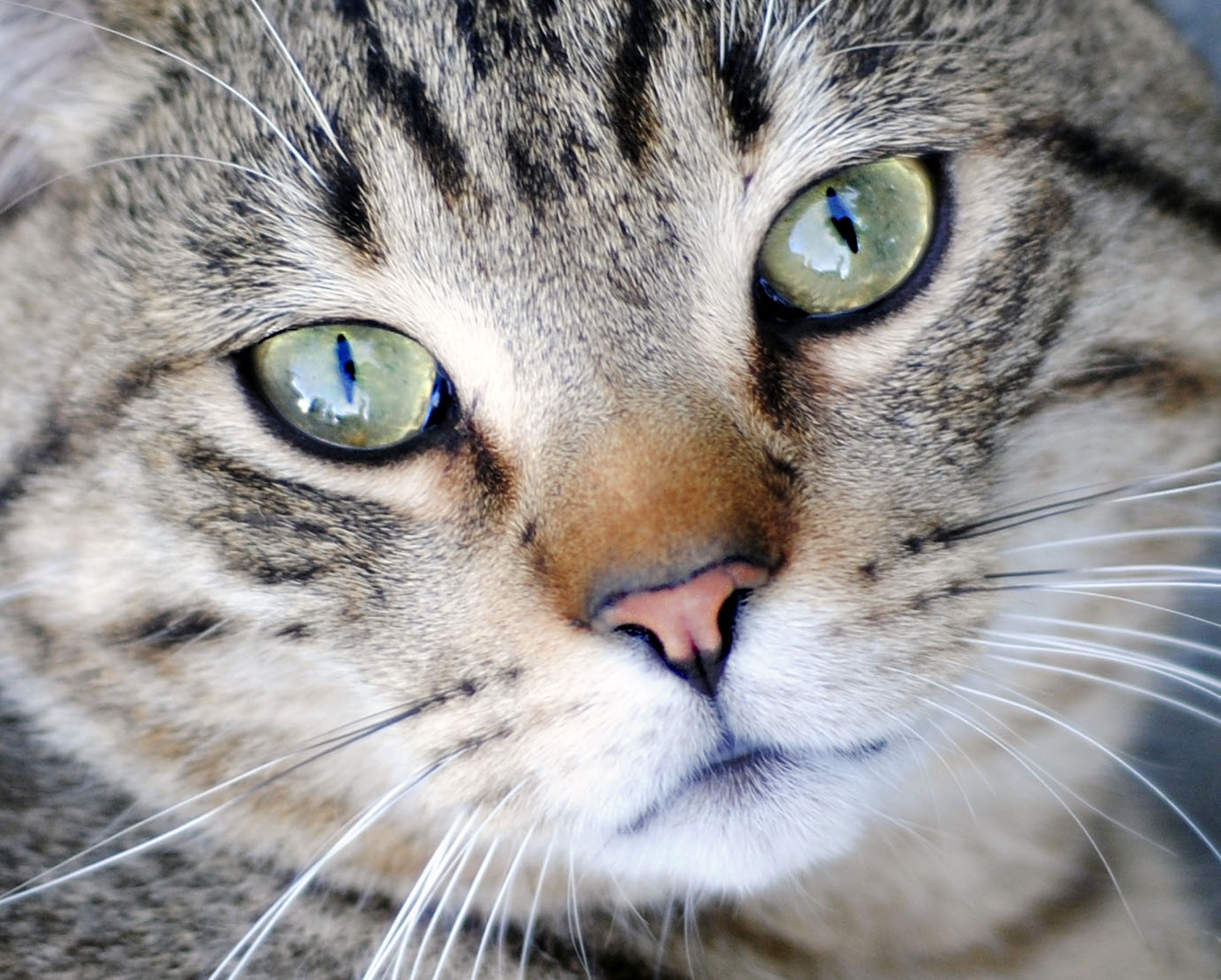 Серый кот с зелеными глазами
