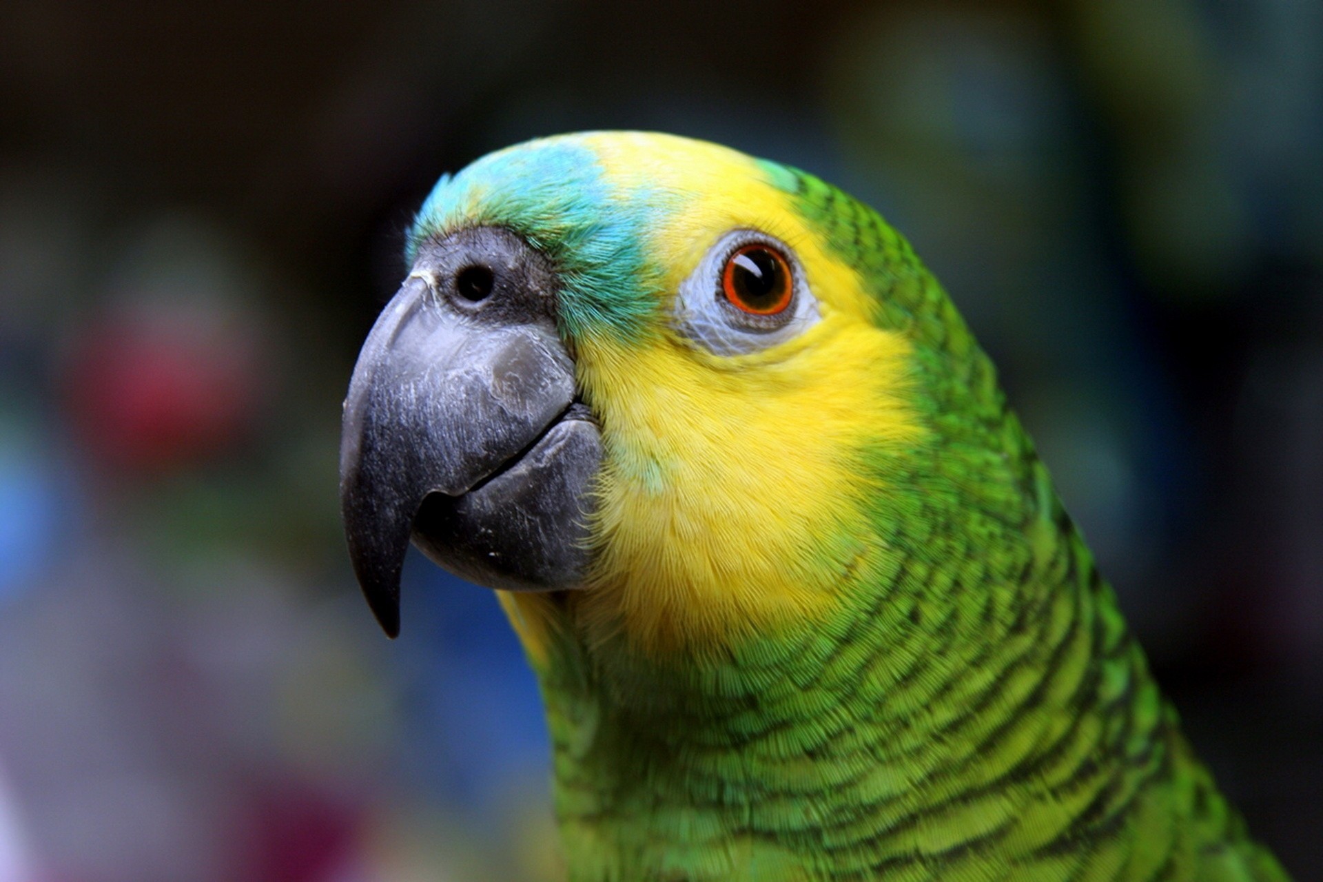 Попугай зеленый Амазон