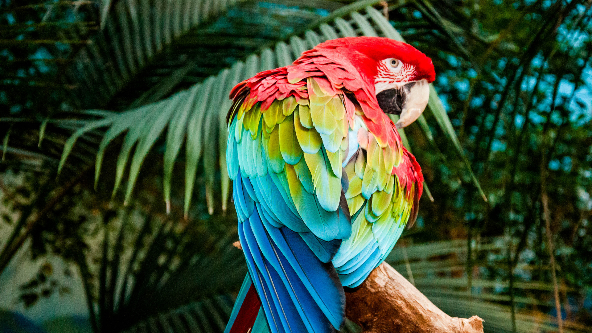 Мартиникский ара фото