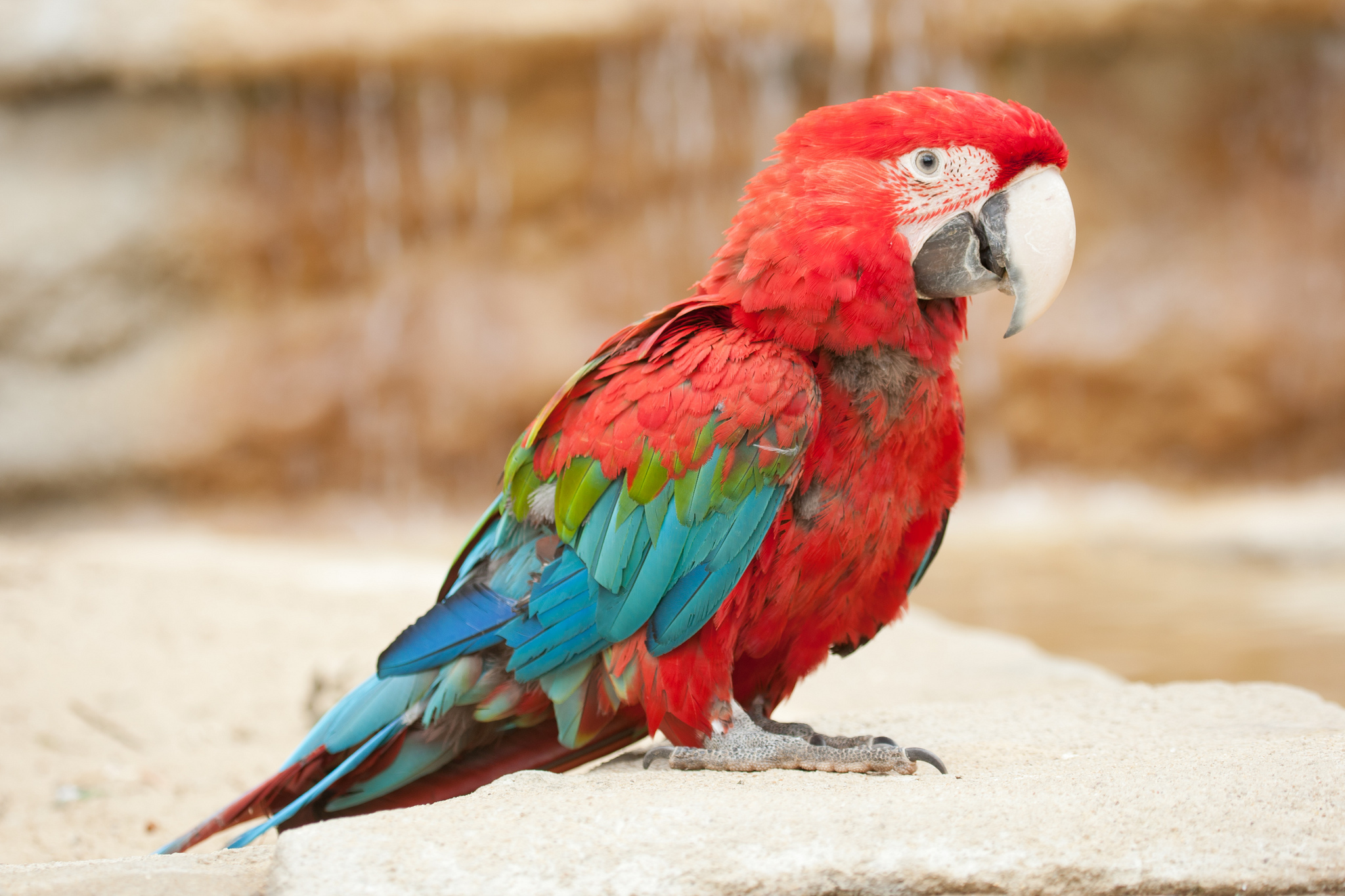 Попугай ара трехцветный
