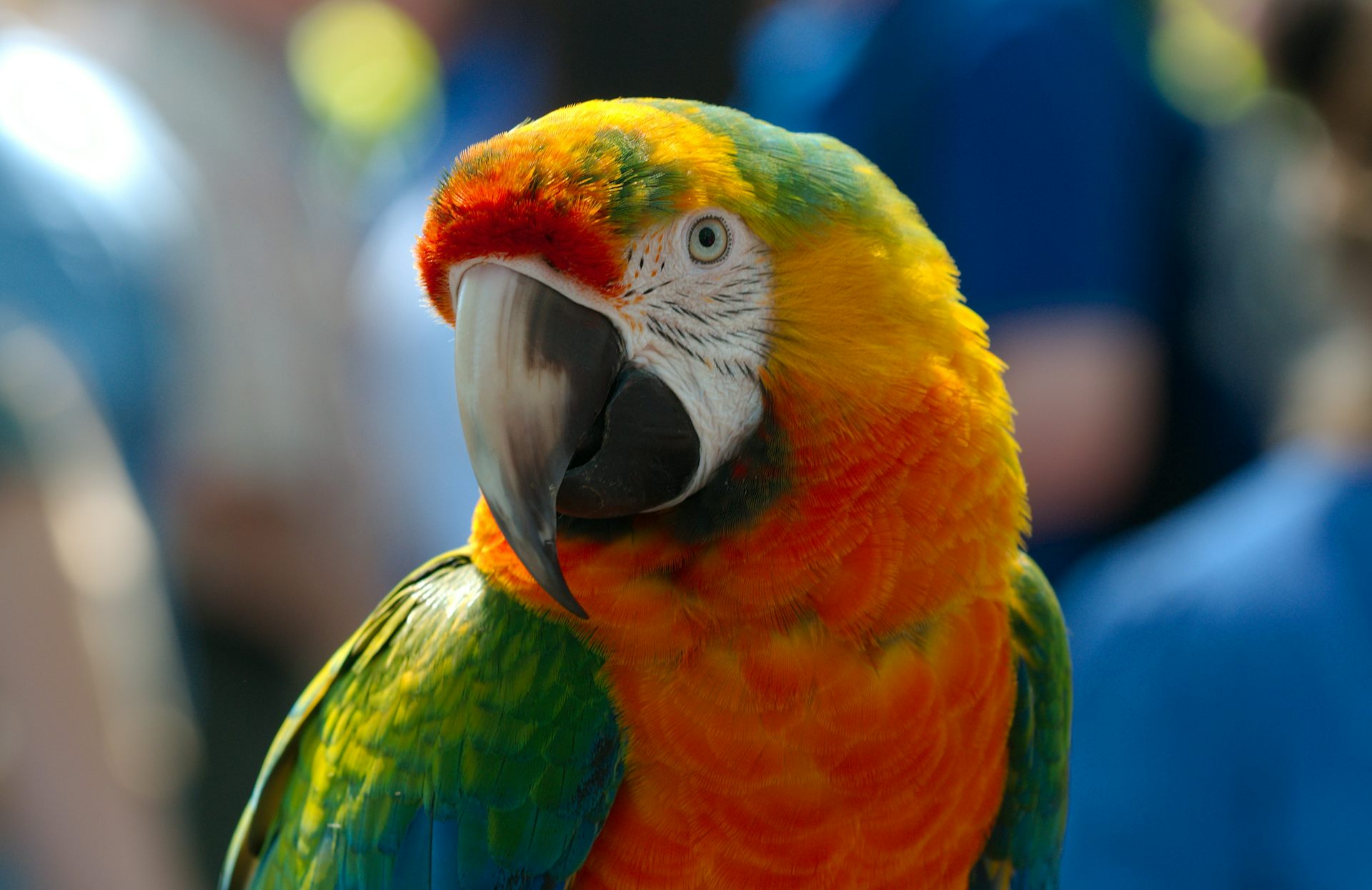 Попугай ара оранжевый