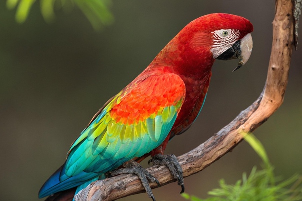 Красноголовый попугай бутан
