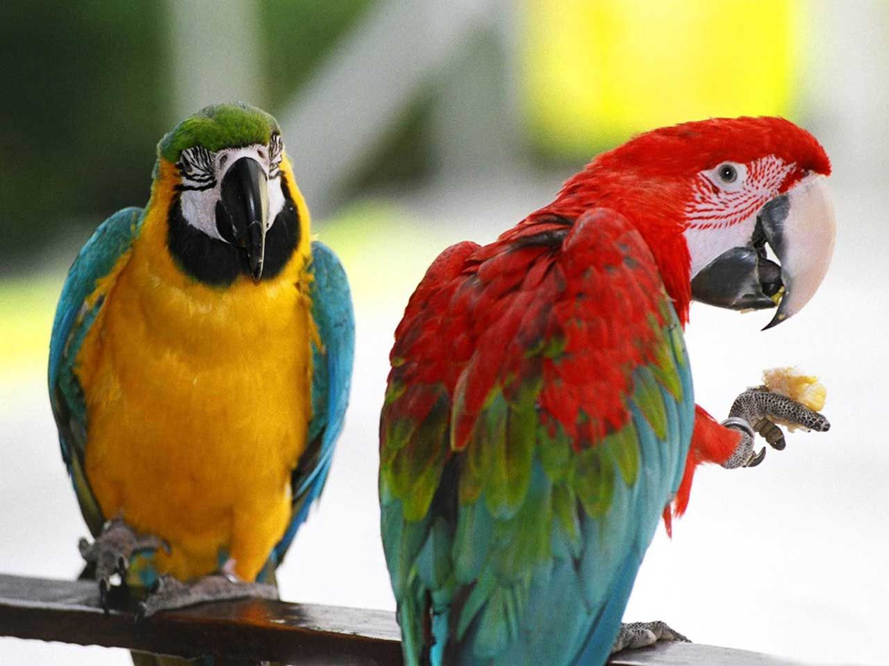 Декоративные птицы попугай