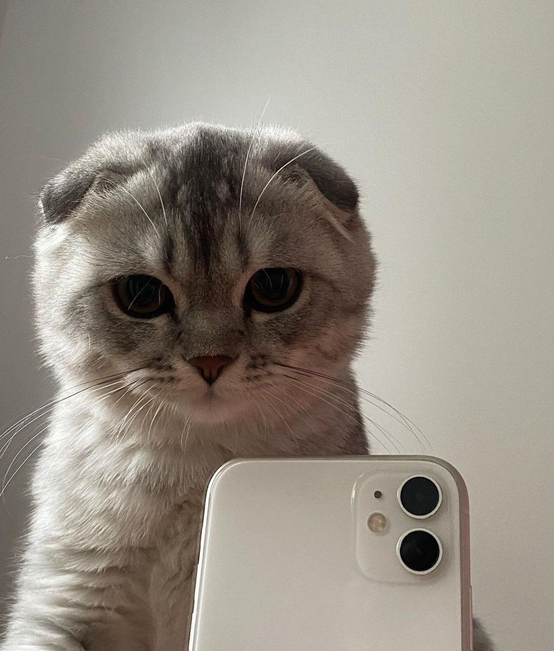 Кот фоткается на айфон