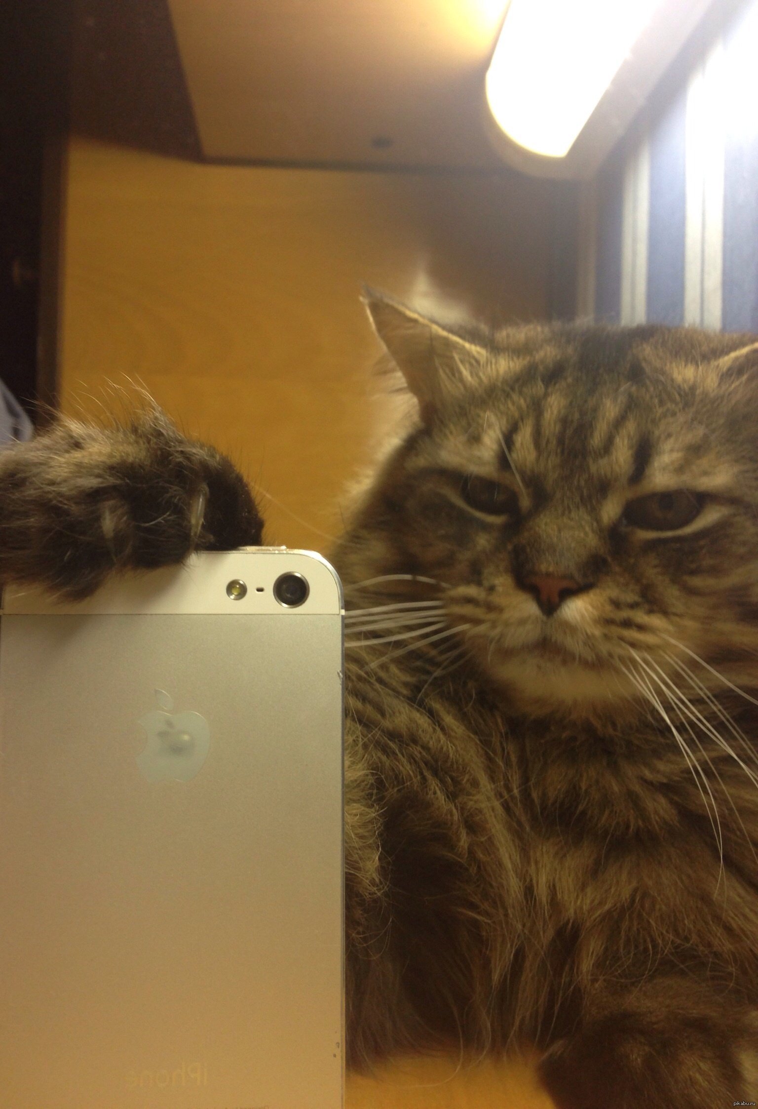 Кот с мобильником