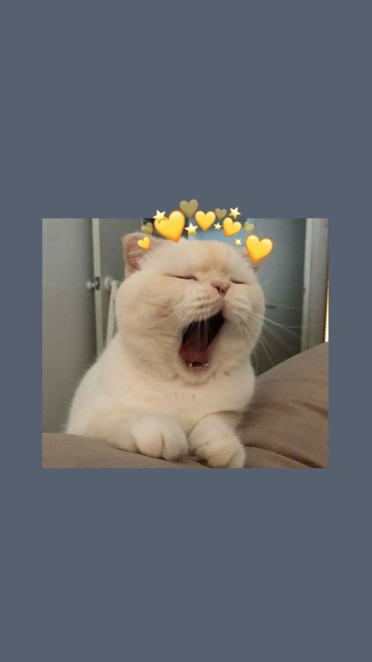 Кот зевает Мем