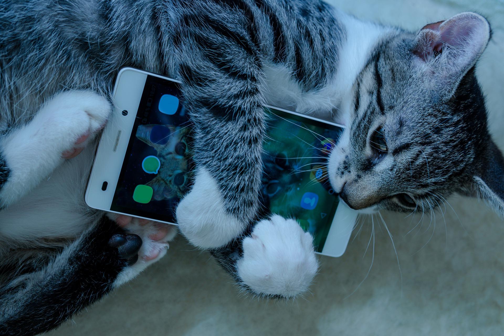 Котик с телефоном в лапах