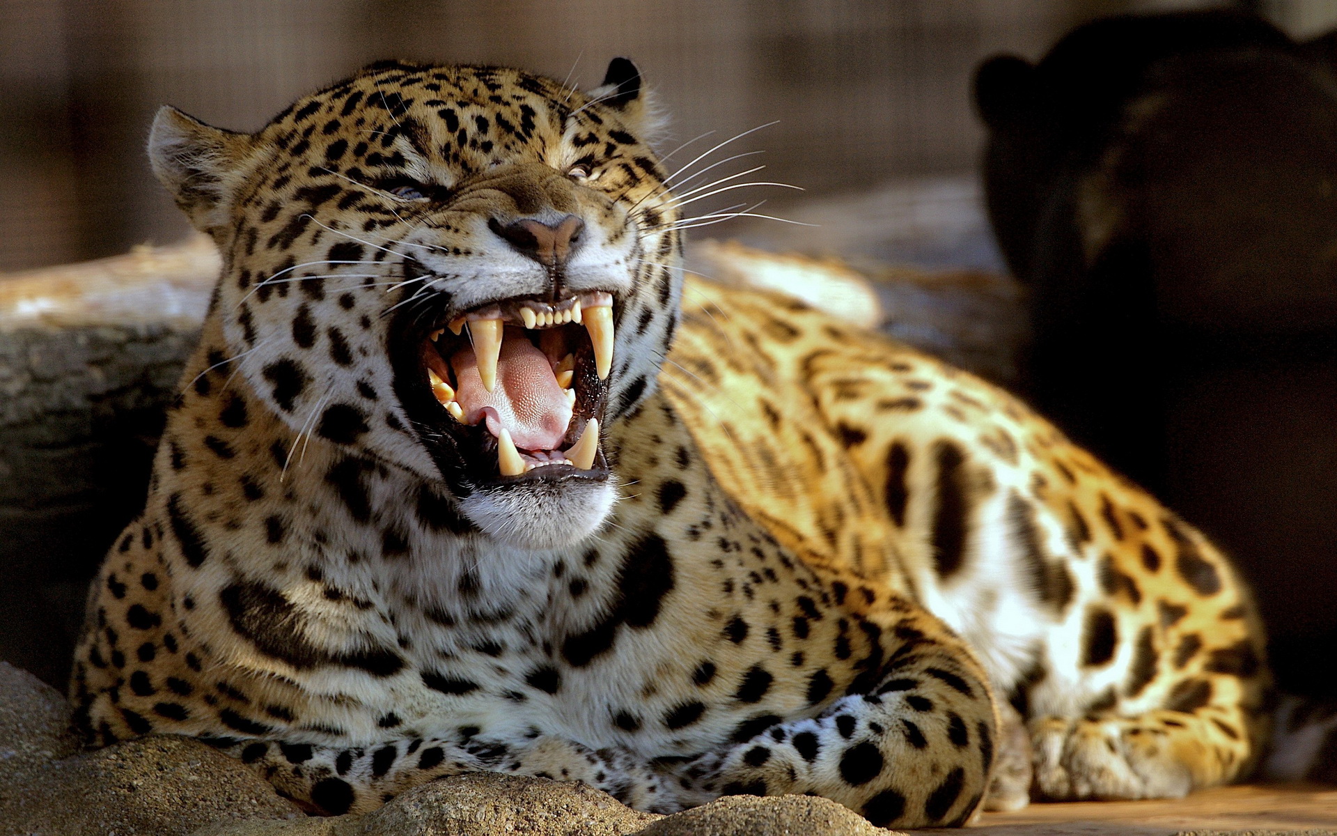 Лев тигр пантера леопард Рысь Пума гепард Ягуар Барс