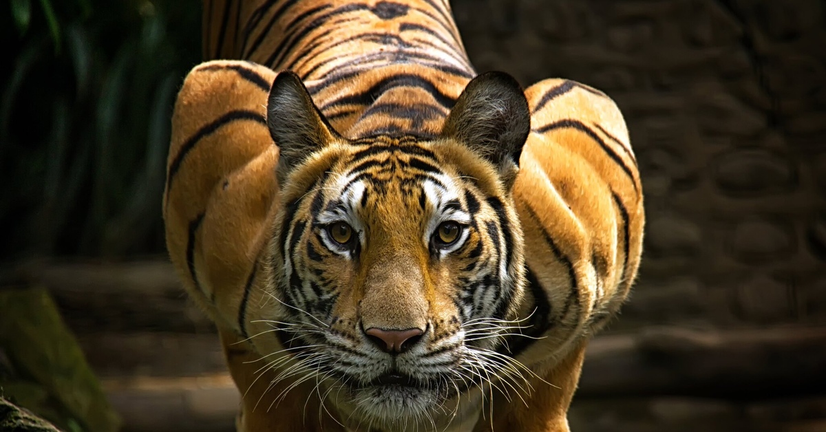 Каплан тигр