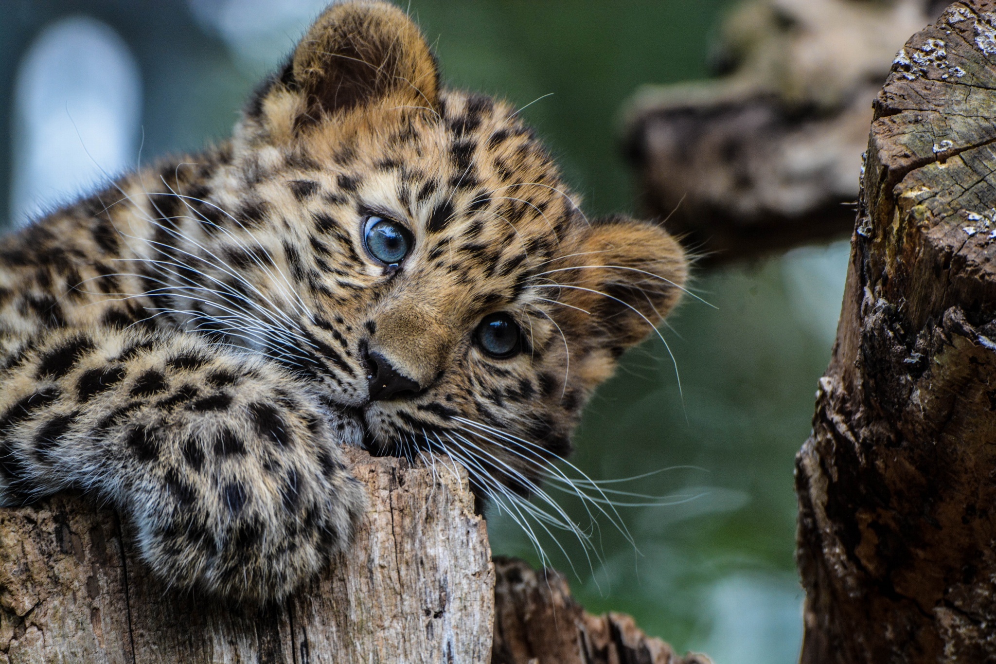 Амурский леопард с детенышем