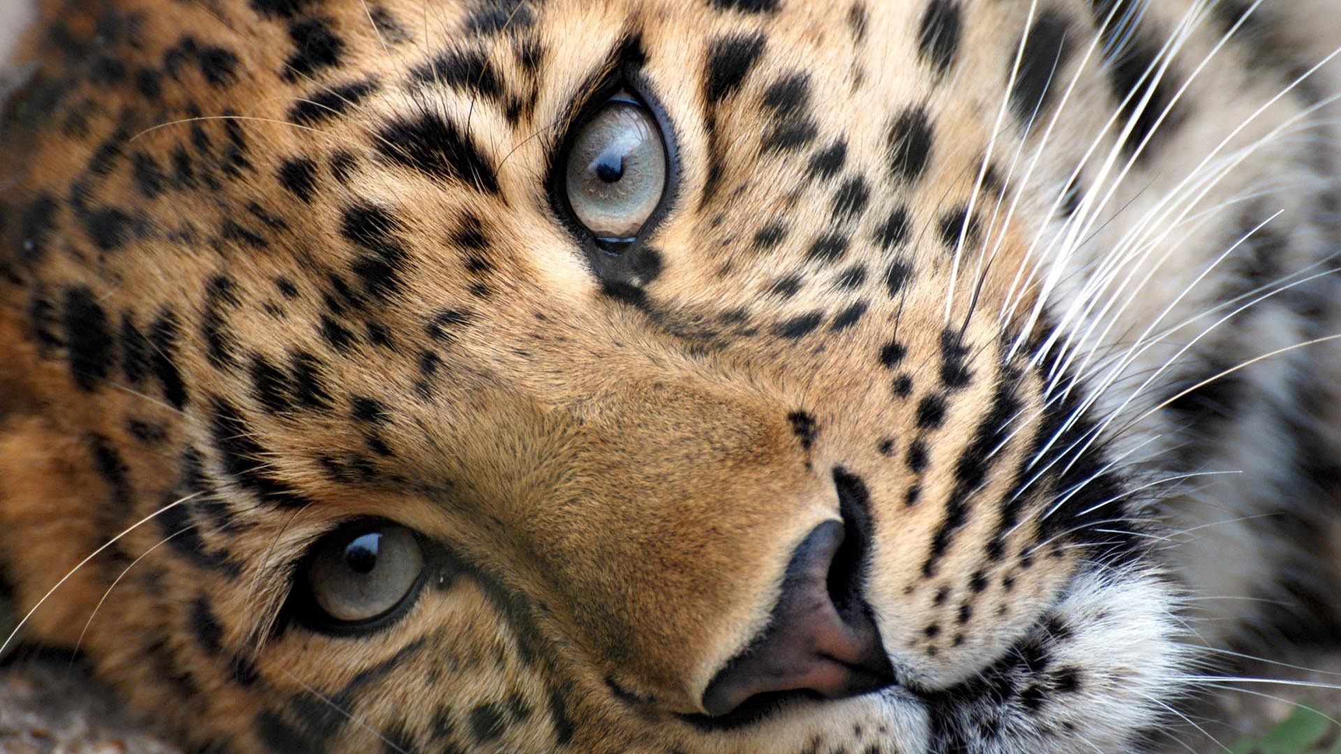 Голубоглазый леопард