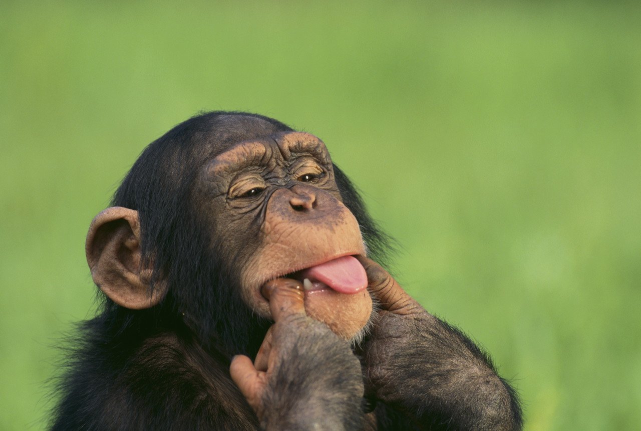 Смешные обезьяны фото