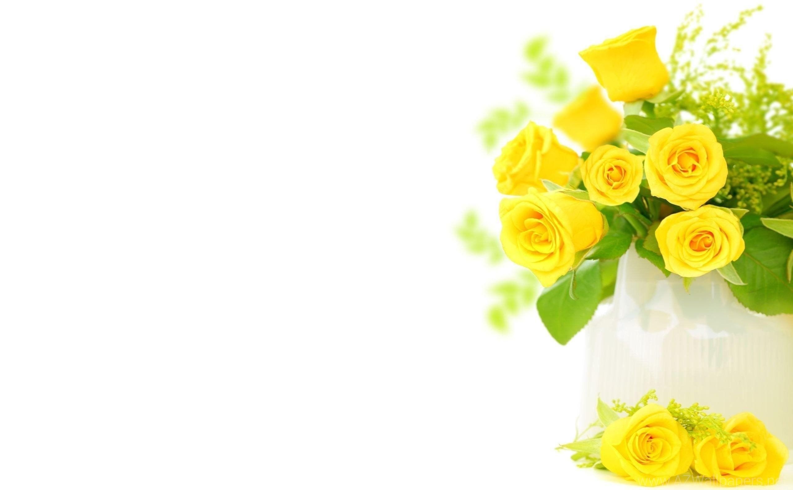 Желтые цветы на белом фоне