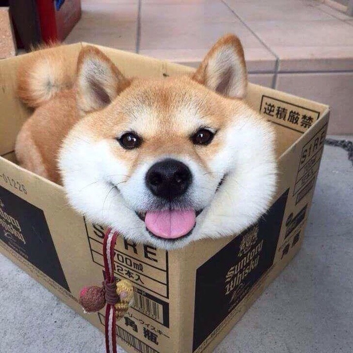Собак в коробочке