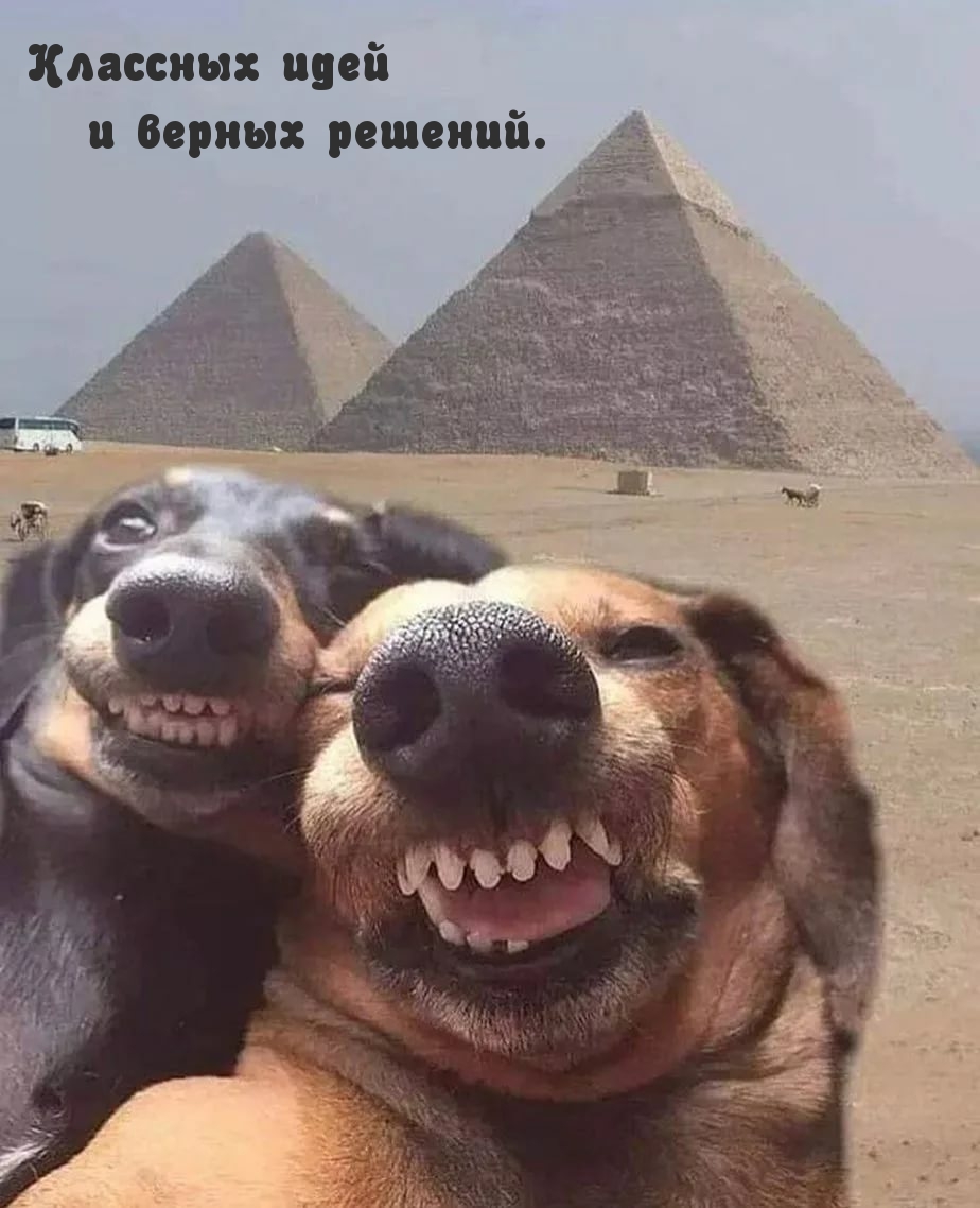 Смешные собаки в Египте