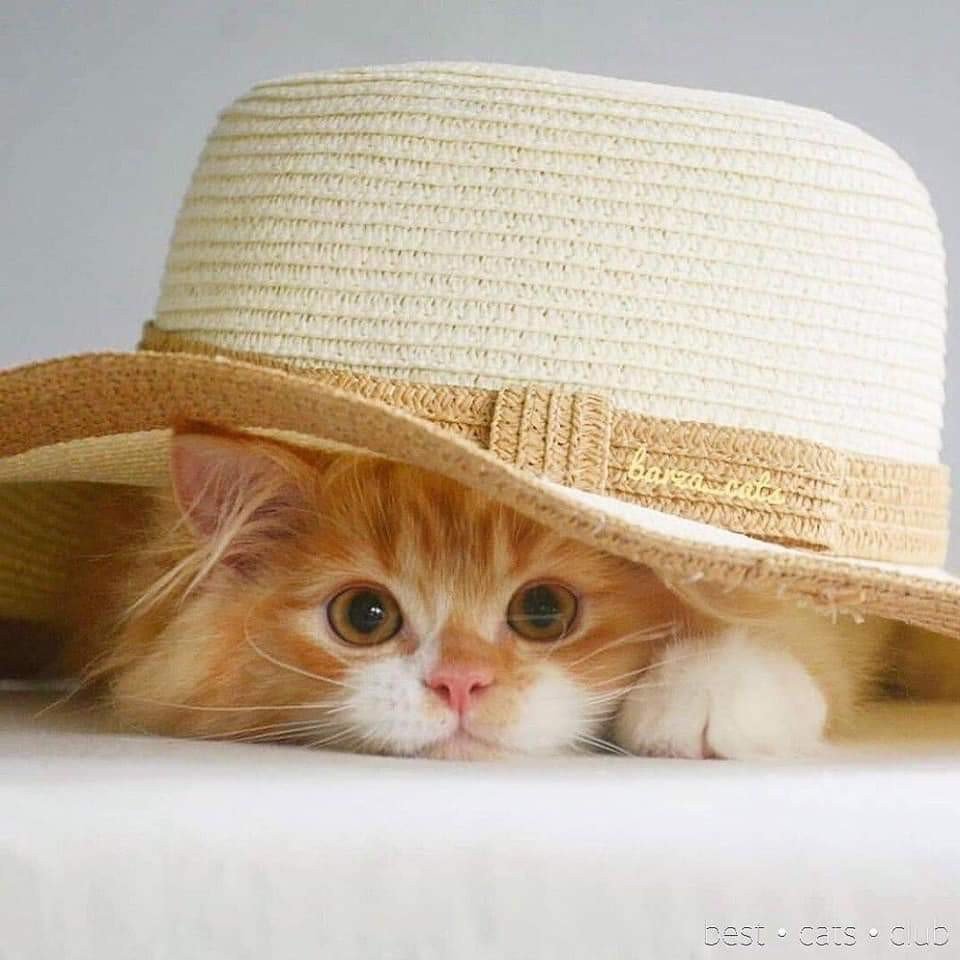 Рыжий кот в шляпе