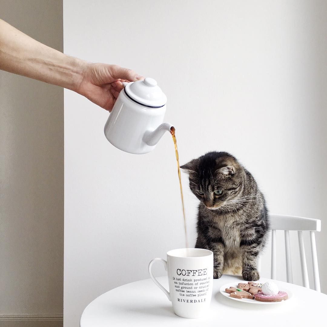 Кошка с кофе