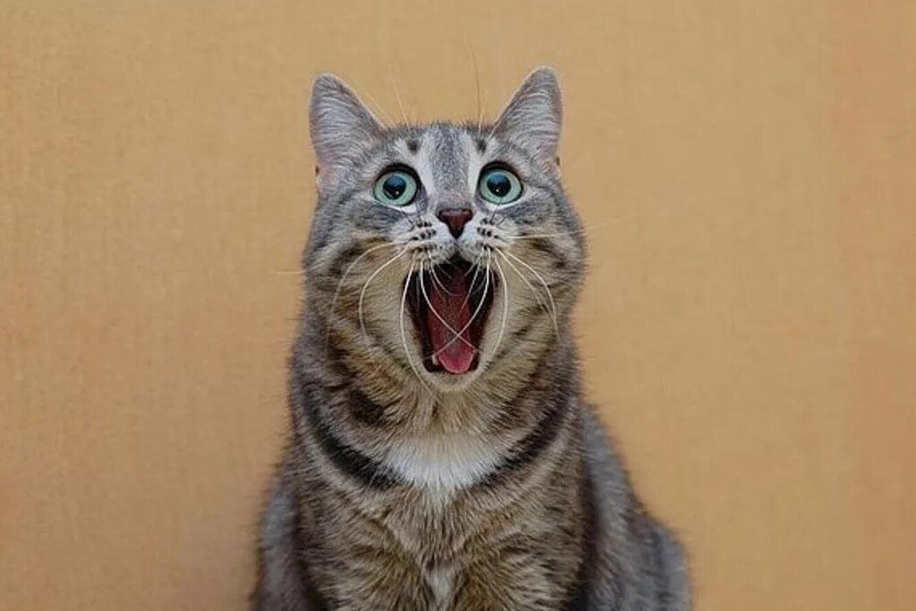 Кот с открытым ртом
