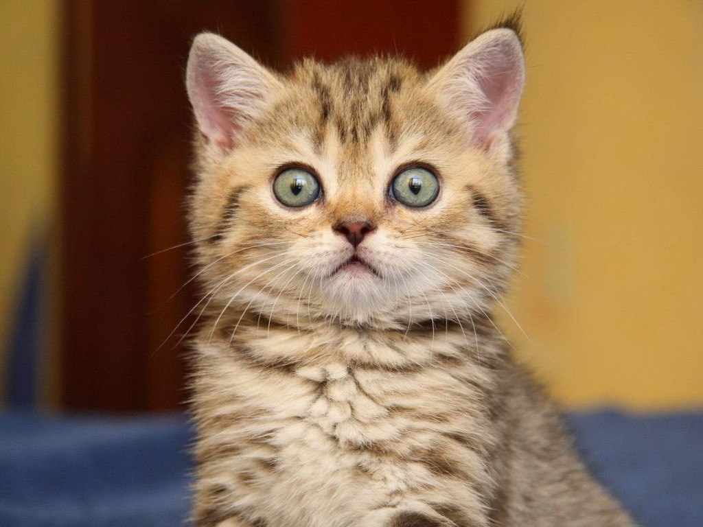 Кот с испуганными глазами