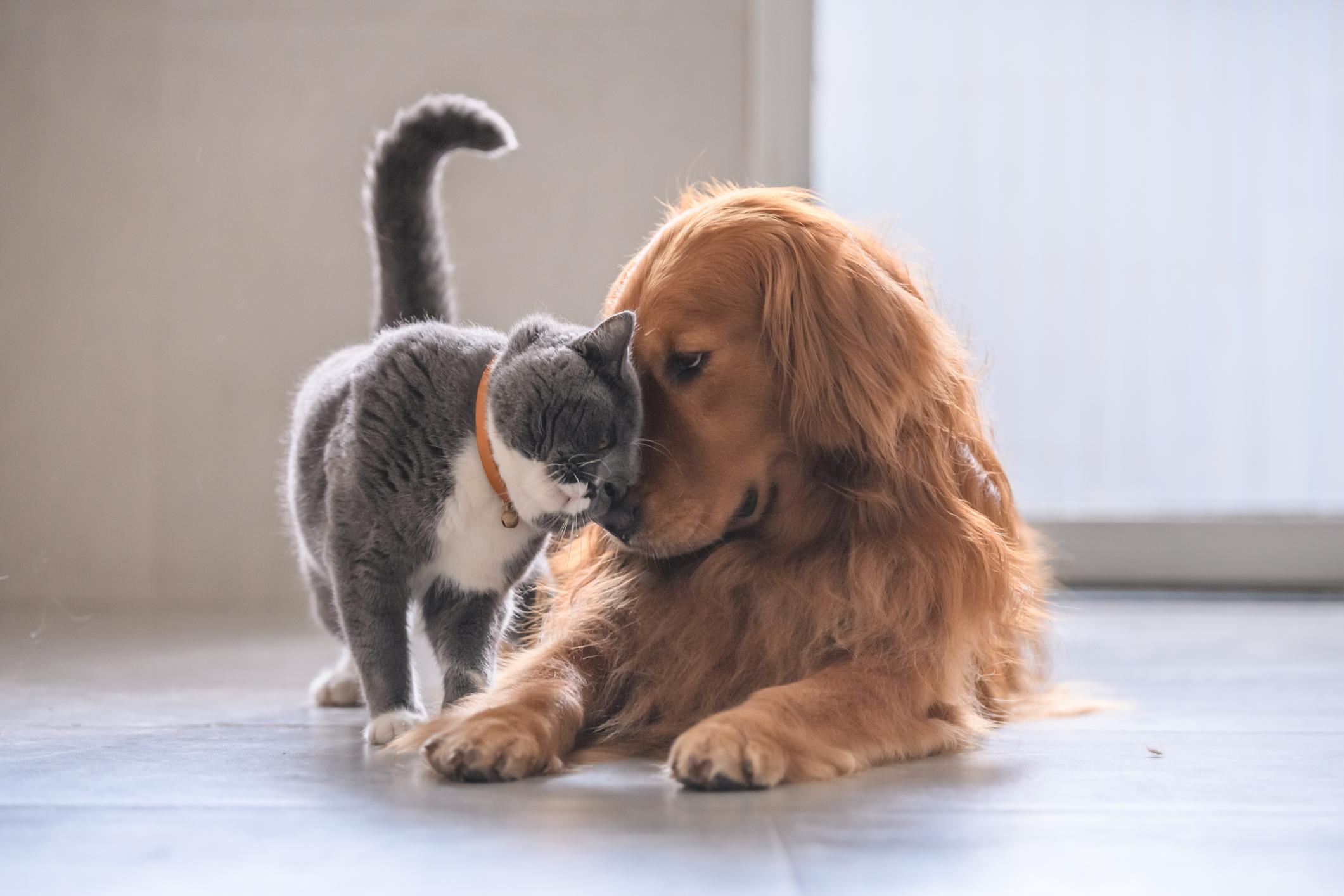 Собачка и кошечка обнимаются