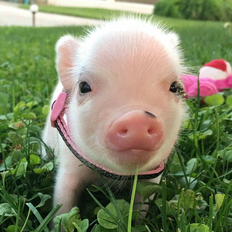 Маленькая Свинка Пигги