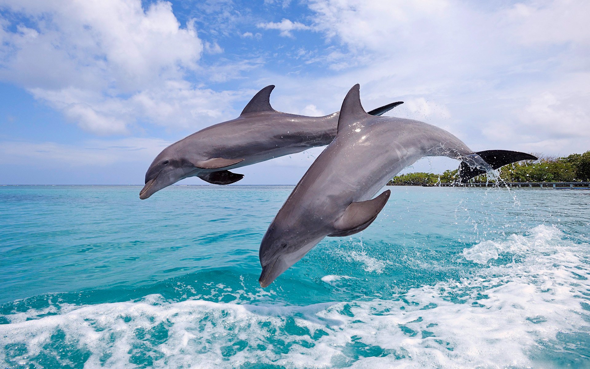 Дельфин афалин в прыжке