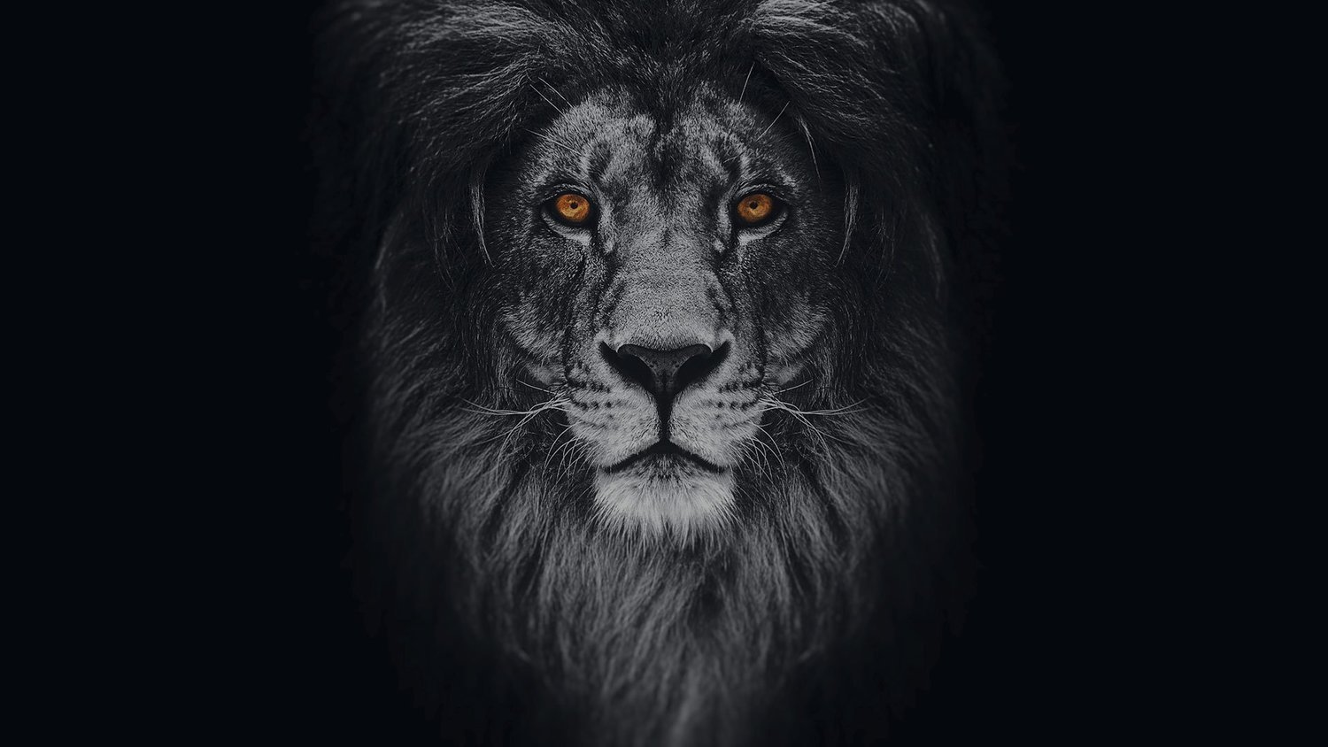 Морда Льва черно белая