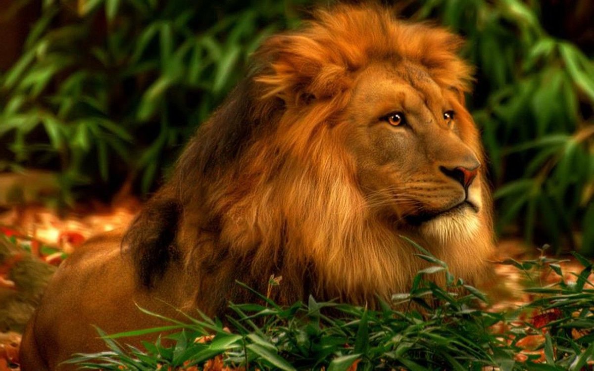 Красивый Лев