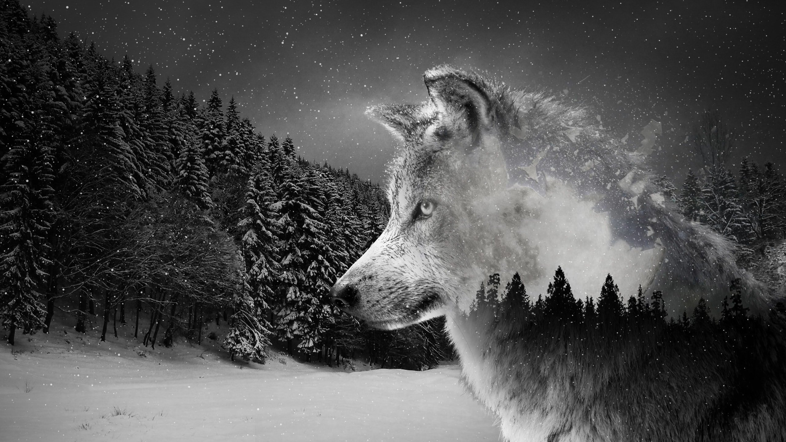 Волк HD