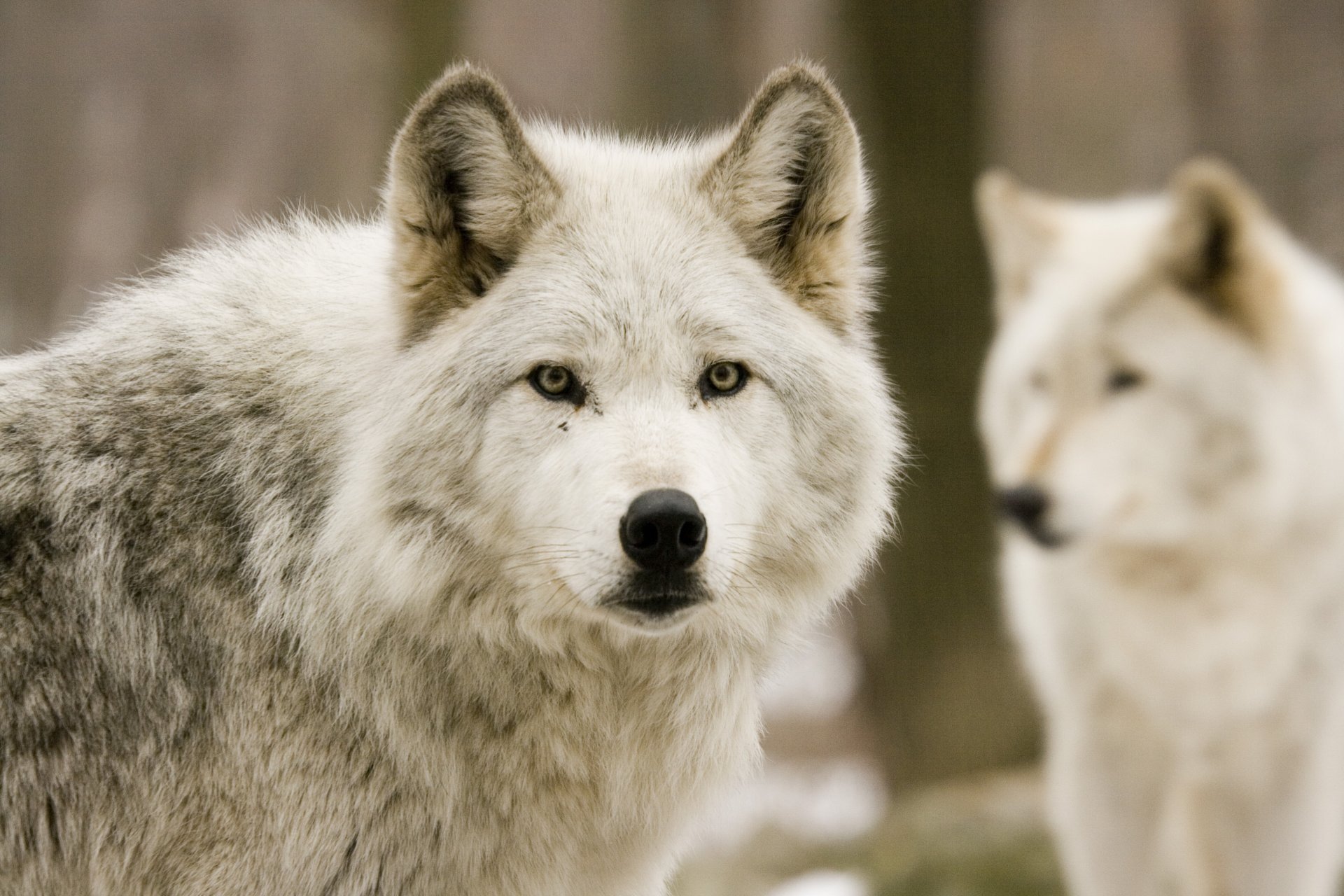 Красивый белый волк