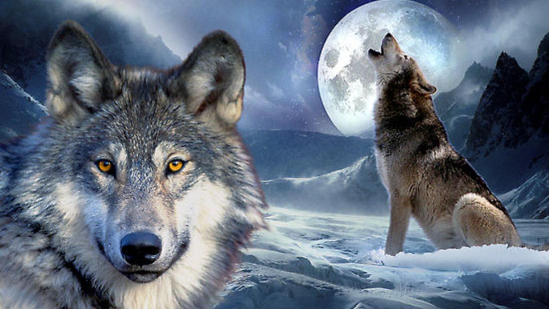 Красивые картинки с волками и луной