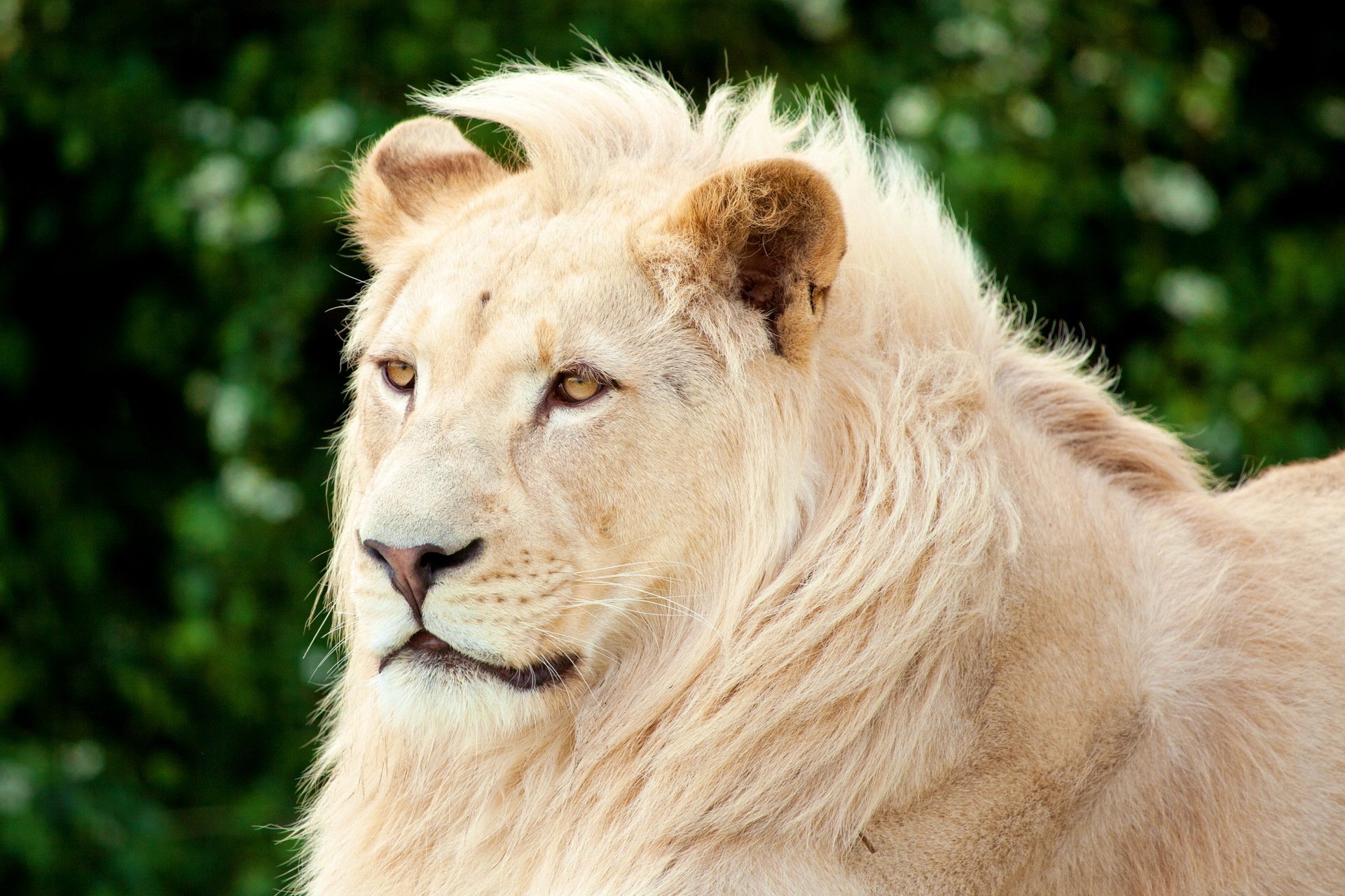 Самый красивый Лев