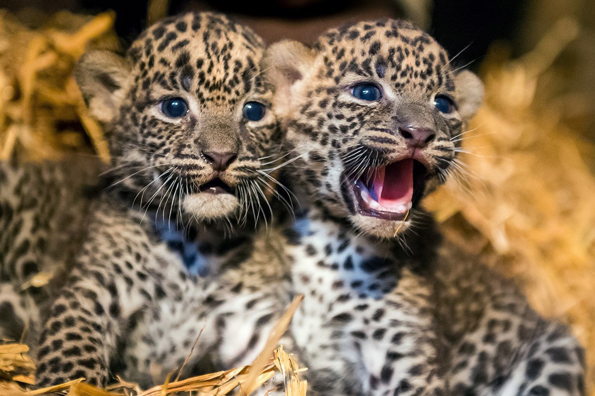 Дальневосточный леопард малыш