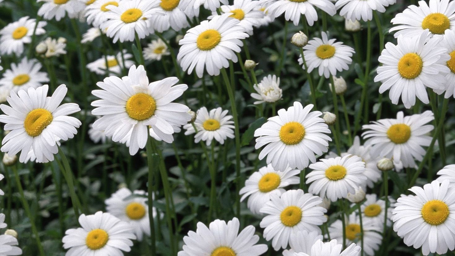 Ромашка белая цветок Луговой