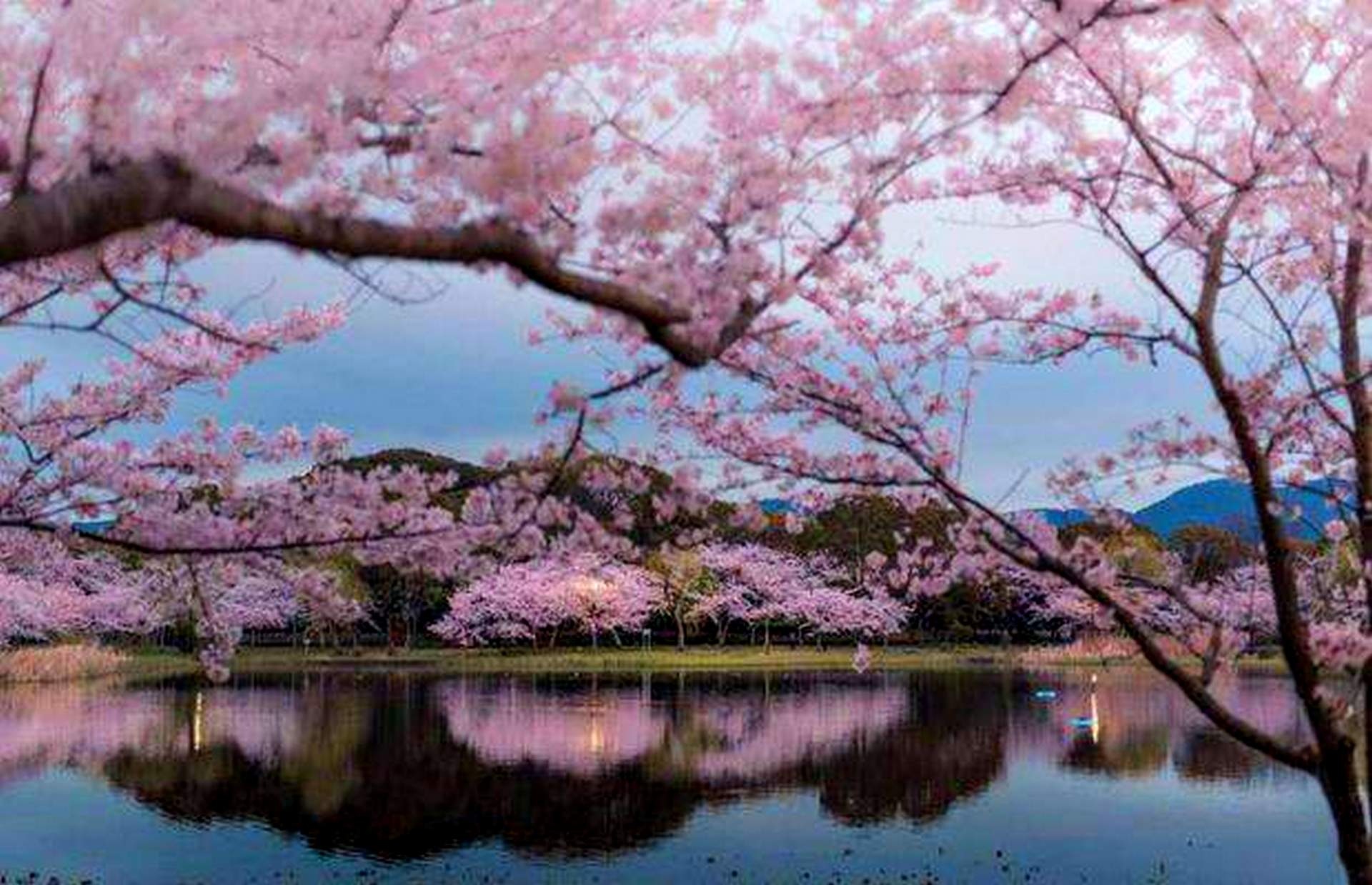 Цветение Сакуры пейзаж