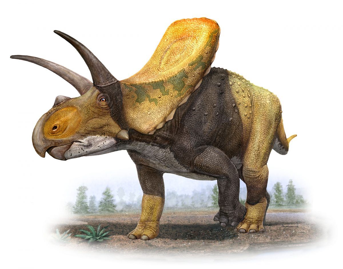 Цератопс Торозавр