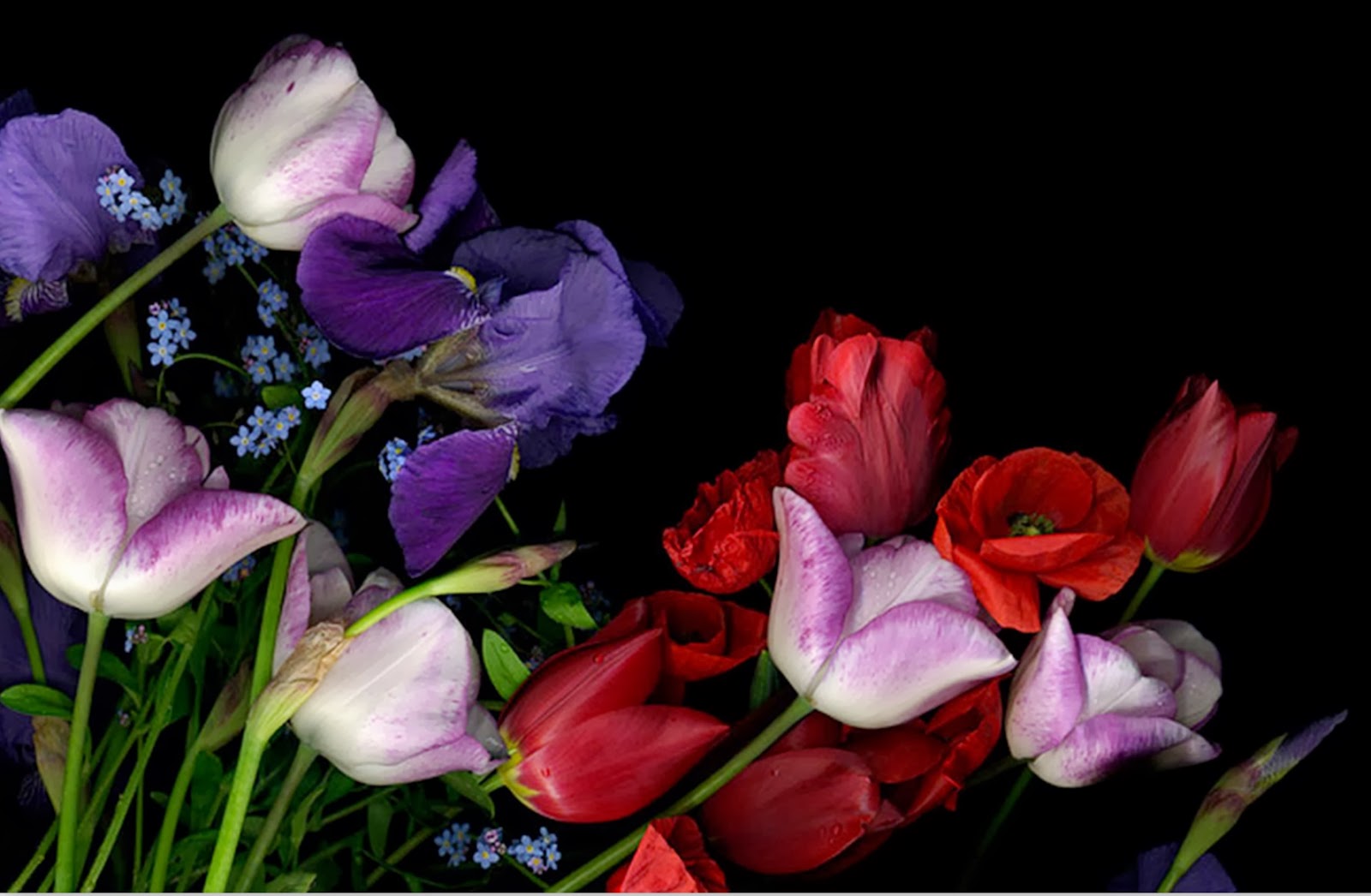Анимация тюльпаны розы