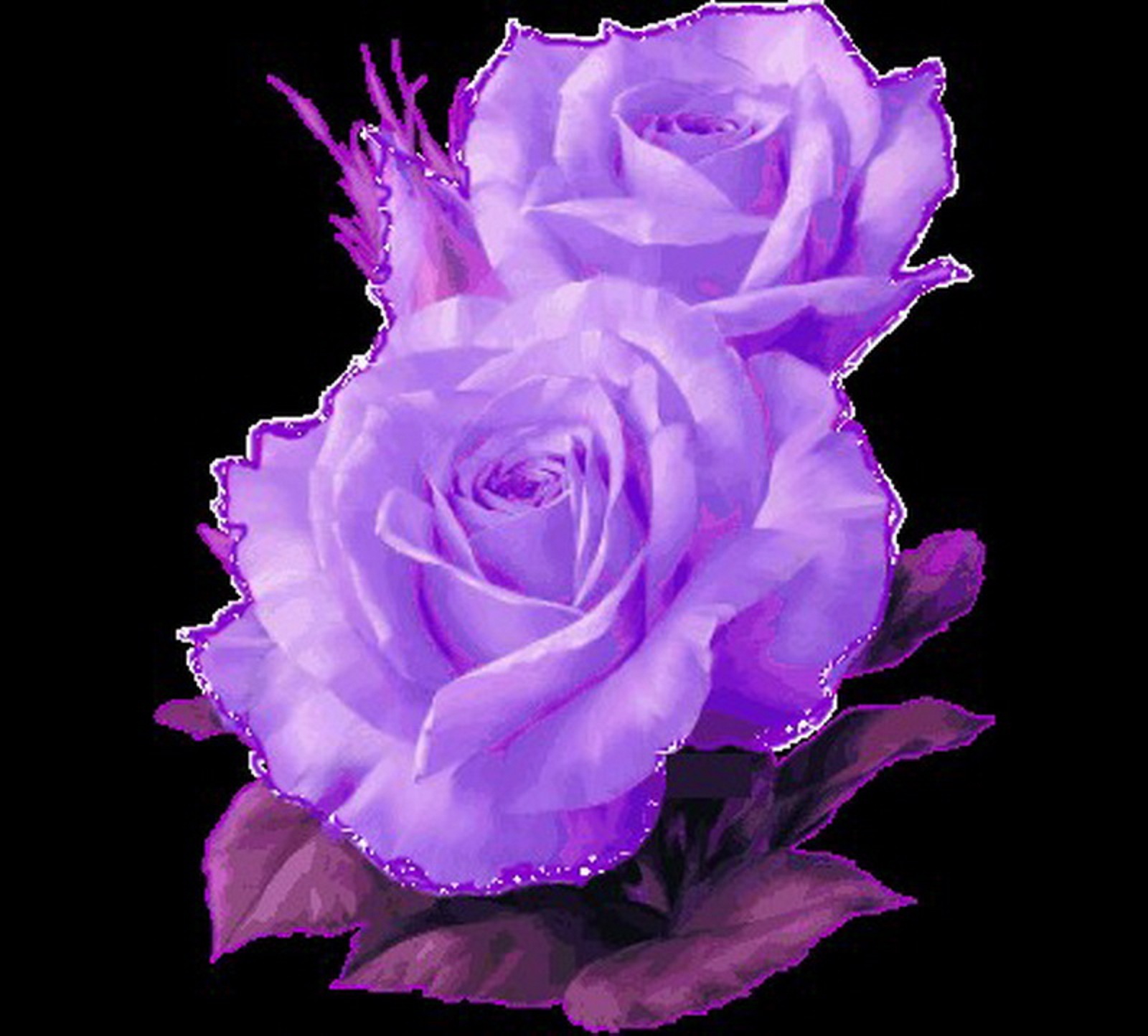 Розы блестящие фиолетовые