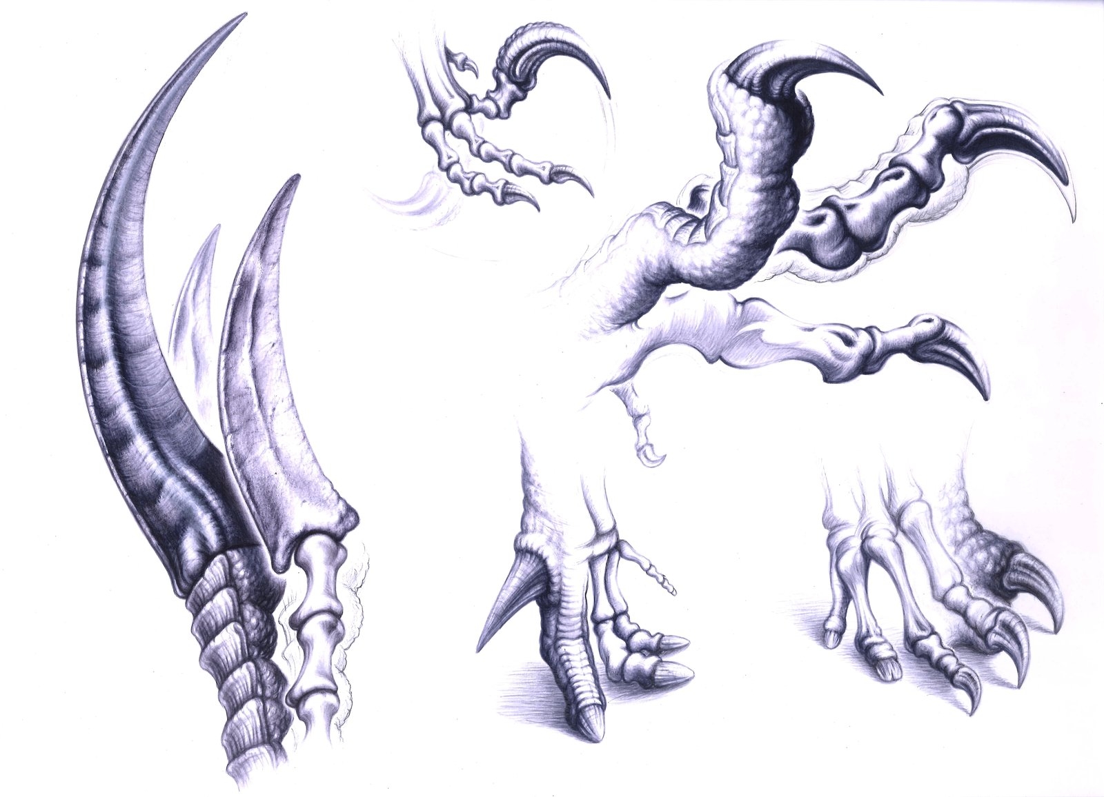 Зарисовки когтей дракона