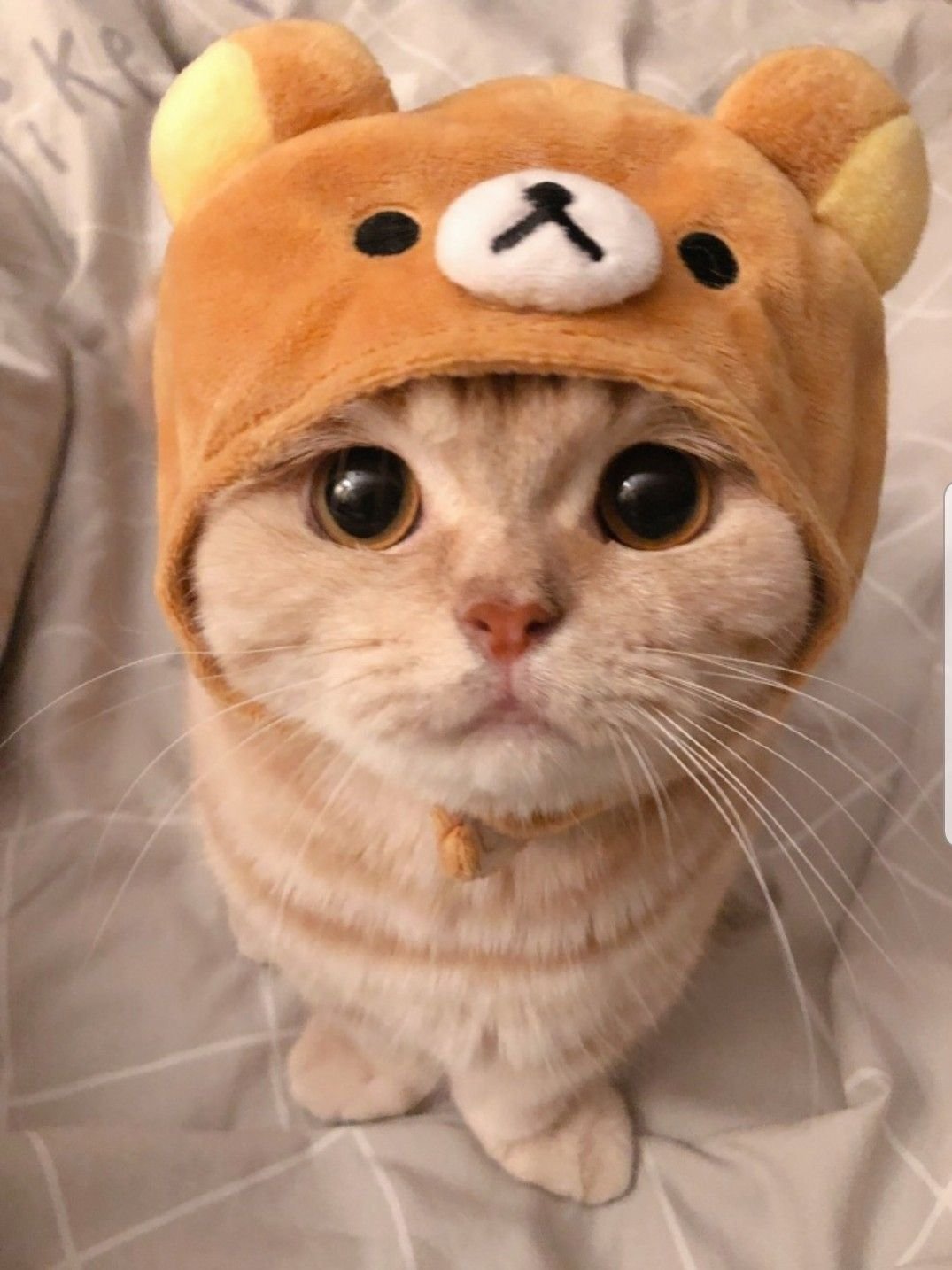 Печенье котик в шапочке fanny Cat