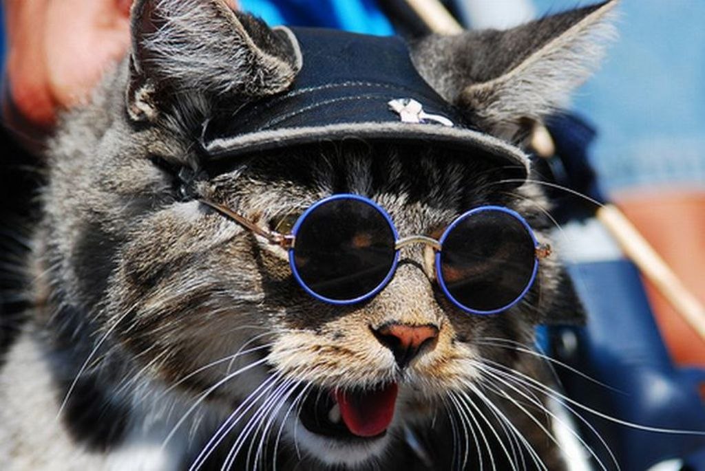 Крутая кошка в очках